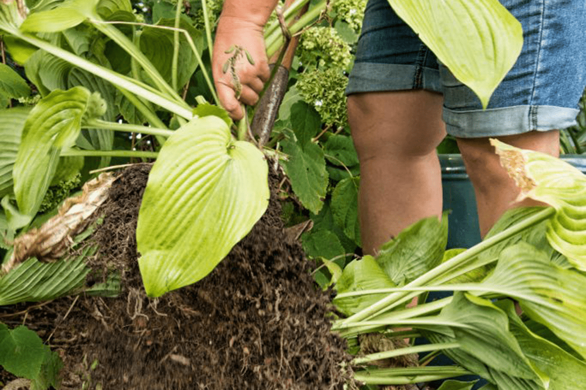 Divide and Conquer – End of Summer Yard Maintenance