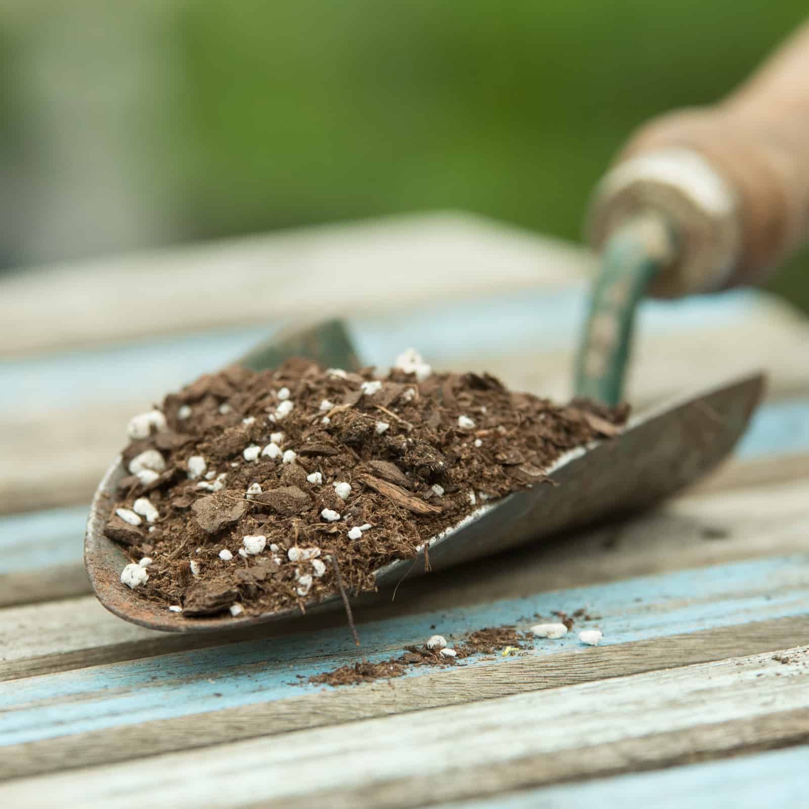 Dirt Therapy—Why You Need Gardening Now More Than Ever