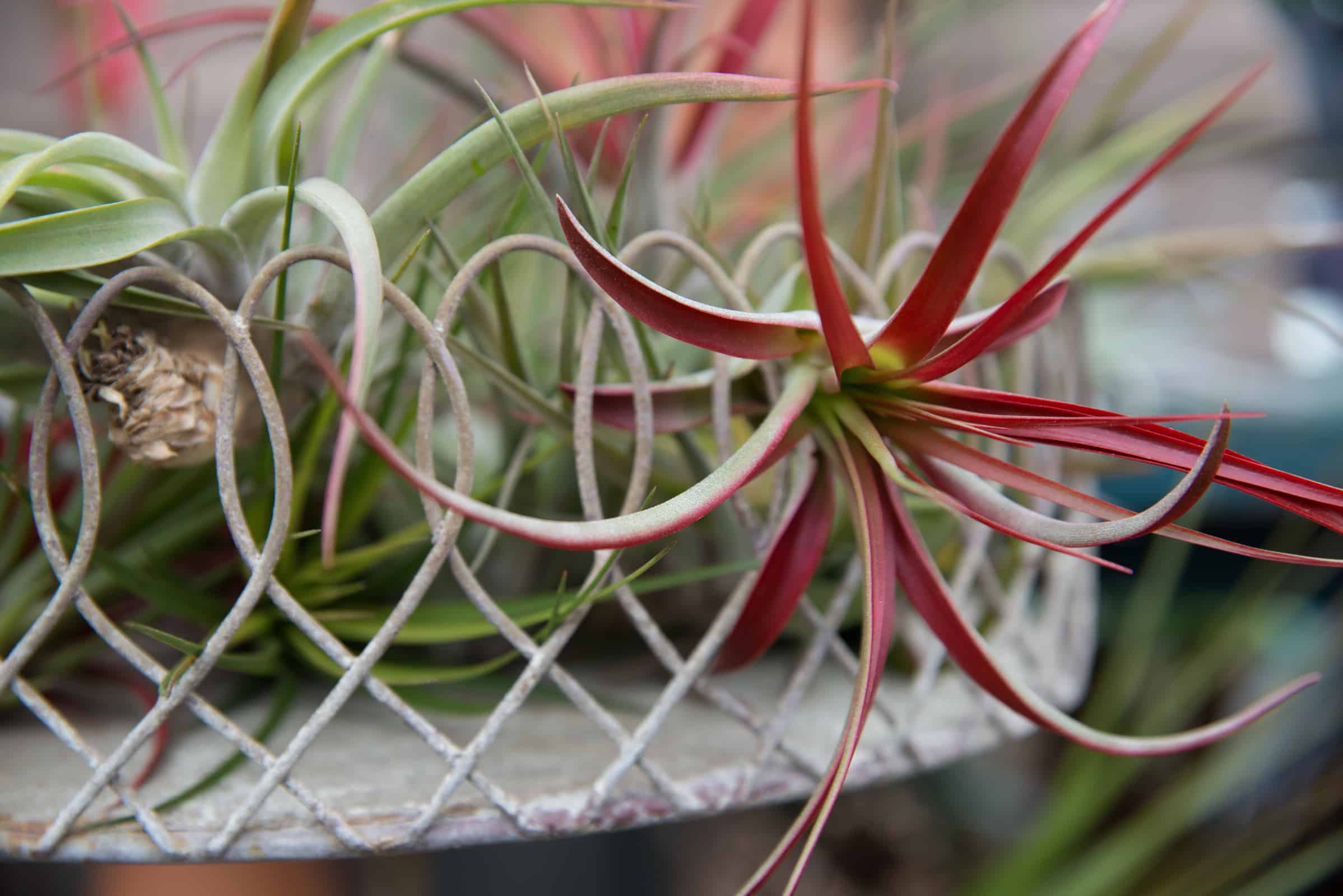 Air Plants – The Possibilities are Endless