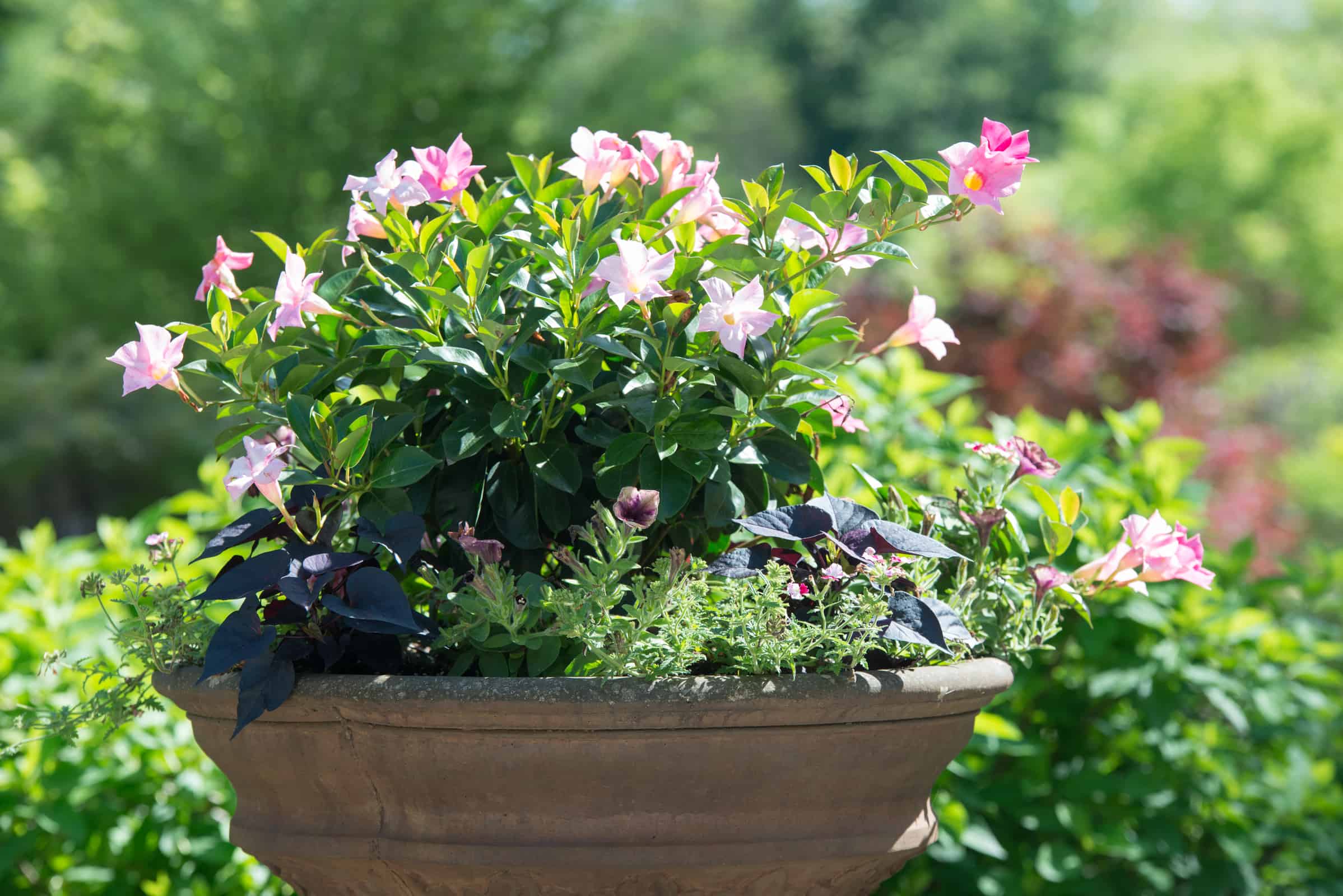 Container Gardening – The Thrill, Fill and Spill of It All