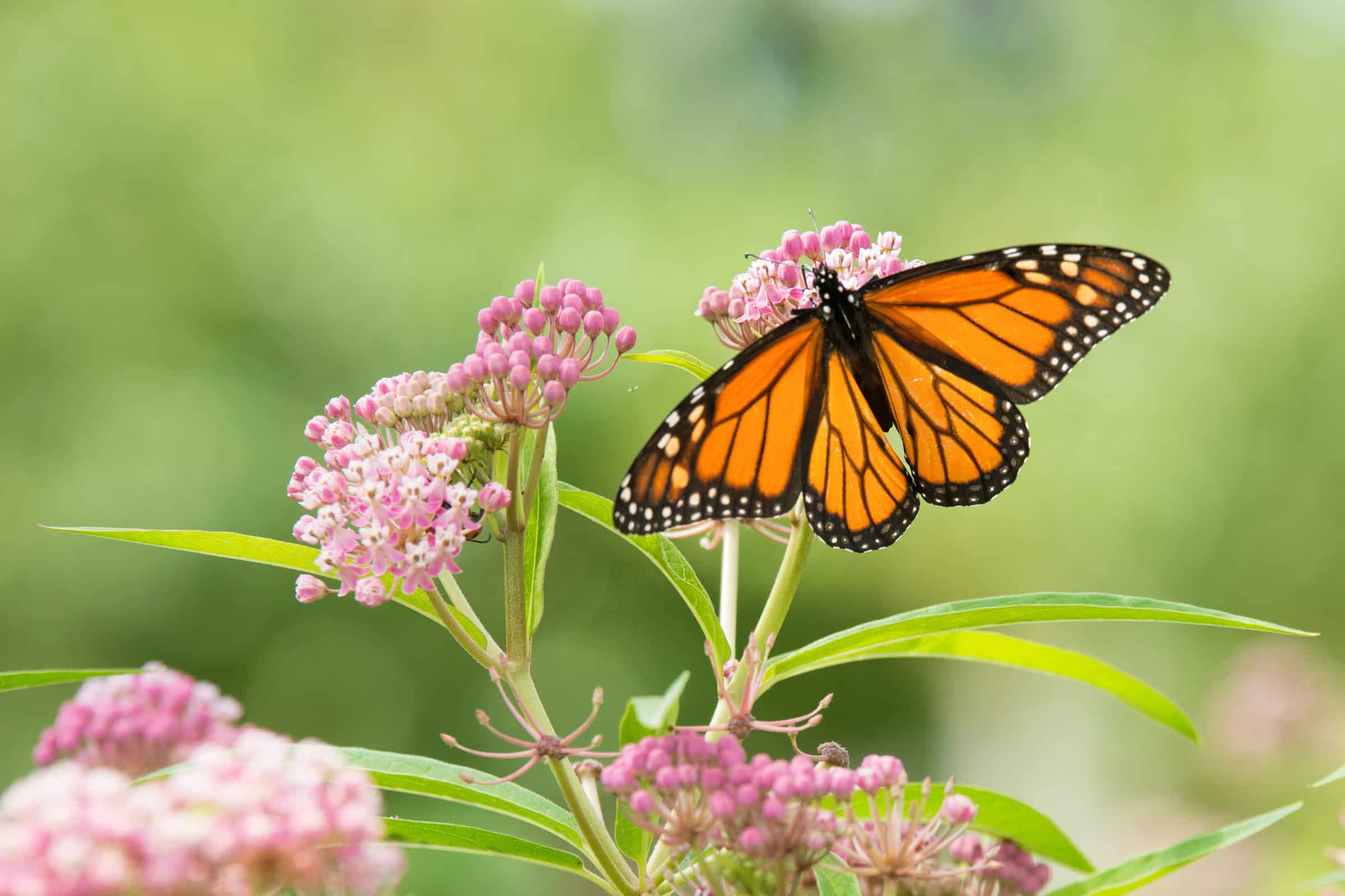 Creating a Monarch Waystation - Calgo Gardens